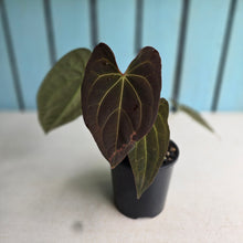 Load image into Gallery viewer, #R777 Dark Anthurium NOID - With Pup