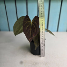 Load image into Gallery viewer, #R777 Dark Anthurium NOID - With Pup