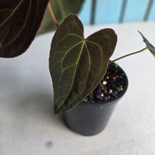 Load image into Gallery viewer, #R777 Dark Anthurium NOID - With Pup