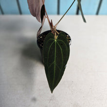 Load image into Gallery viewer, #R777 Dark Anthurium NOID - With Pup