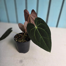Load image into Gallery viewer, #R777 Dark Anthurium NOID - With Pup