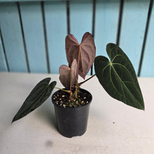 Load image into Gallery viewer, #R777 Dark Anthurium NOID - With Pup