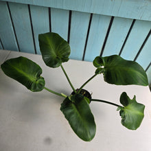 Load image into Gallery viewer, #R214 Philodendron Rugosum Aberrant Form