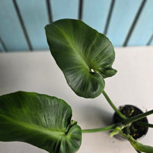 Load image into Gallery viewer, #R214 Philodendron Rugosum Aberrant Form