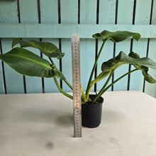 Load image into Gallery viewer, #R214 Philodendron Rugosum Aberrant Form