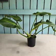 Load image into Gallery viewer, #R214 Philodendron Rugosum Aberrant Form