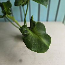 Load image into Gallery viewer, #R214 Philodendron Rugosum Aberrant Form
