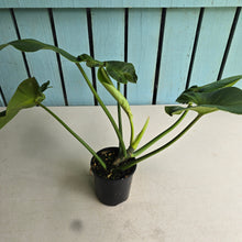 Load image into Gallery viewer, #R214 Philodendron Rugosum Aberrant Form