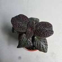 Load image into Gallery viewer, #R400 Episcia