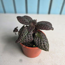 Load image into Gallery viewer, #R400 Episcia