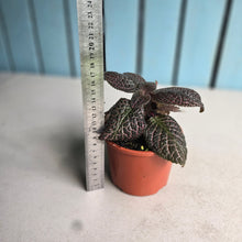 Load image into Gallery viewer, #R400 Episcia