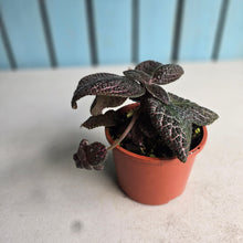 Load image into Gallery viewer, #R400 Episcia