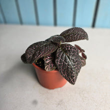 Load image into Gallery viewer, #R400 Episcia