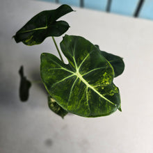 Load image into Gallery viewer, #R4 Alocasia Frydek Dorayaki Aurea - Round Form