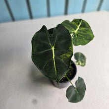 Load image into Gallery viewer, #R4 Alocasia Frydek Dorayaki Aurea - Round Form