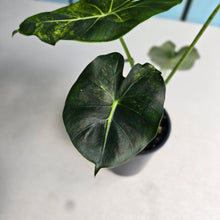 Load image into Gallery viewer, #R4 Alocasia Frydek Dorayaki Aurea - Round Form