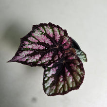 Load image into Gallery viewer, #D28 Begonia Unknown