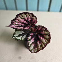 Load image into Gallery viewer, #D28 Begonia Unknown