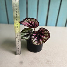 Load image into Gallery viewer, #D28 Begonia Unknown
