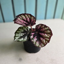 Load image into Gallery viewer, #D28 Begonia Unknown