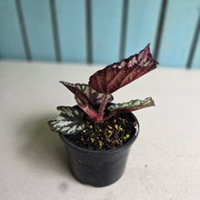 Load image into Gallery viewer, #D28 Begonia Unknown