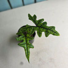 Load image into Gallery viewer, #R2 Alocasia Jacklyn