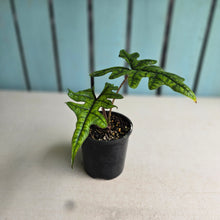 Load image into Gallery viewer, #R2 Alocasia Jacklyn