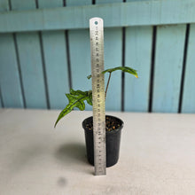 Load image into Gallery viewer, #R2 Alocasia Jacklyn