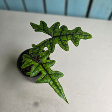 Load image into Gallery viewer, #R2 Alocasia Jacklyn