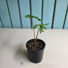 Load image into Gallery viewer, #R2 Alocasia Jacklyn