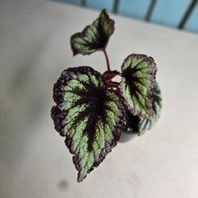 Load image into Gallery viewer, #R39 Begonia Fireworks