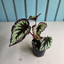 Load image into Gallery viewer, #R39 Begonia Fireworks