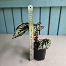 Load image into Gallery viewer, #R39 Begonia Fireworks