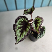 Load image into Gallery viewer, #R39 Begonia Fireworks