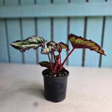 Load image into Gallery viewer, #R39 Begonia Fireworks