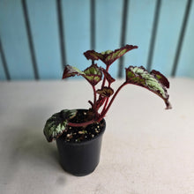 Load image into Gallery viewer, #R39 Begonia Fireworks