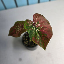 Load image into Gallery viewer, #R51 Caladium