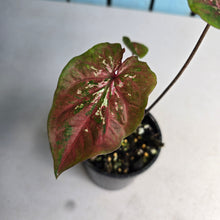 Load image into Gallery viewer, #R51 Caladium