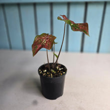 Load image into Gallery viewer, #R51 Caladium