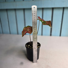 Load image into Gallery viewer, #R51 Caladium