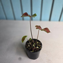 Load image into Gallery viewer, #R51 Caladium