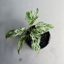 Load image into Gallery viewer, #RD54 Mint Variegated Monstera Adansonii