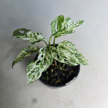 Load image into Gallery viewer, #RD54 Mint Variegated Monstera Adansonii