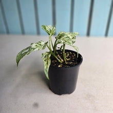 Load image into Gallery viewer, #RD54 Mint Variegated Monstera Adansonii