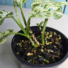 Load image into Gallery viewer, #RD54 Mint Variegated Monstera Adansonii