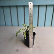 Load image into Gallery viewer, #RD54 Mint Variegated Monstera Adansonii