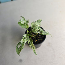 Load image into Gallery viewer, #RD54 Mint Variegated Monstera Adansonii