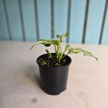 Load image into Gallery viewer, #RD54 Mint Variegated Monstera Adansonii