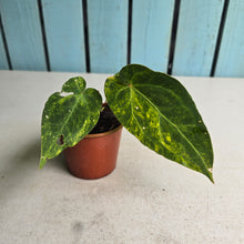 Load image into Gallery viewer, #R482 Variegated Anthurium Forgetii x