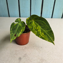 Load image into Gallery viewer, #R482 Variegated Anthurium Forgetii x